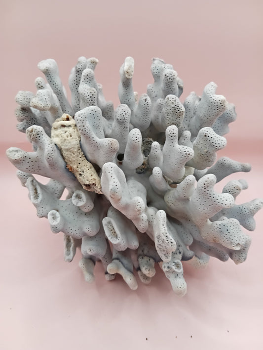Vintage Blue Ridge Coral with blue-grey texture – 6.7 inch coastal display decor piece