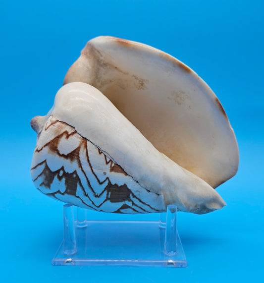 Noble Volute display shell for coastal home decor – premium natural specimen 7.25"