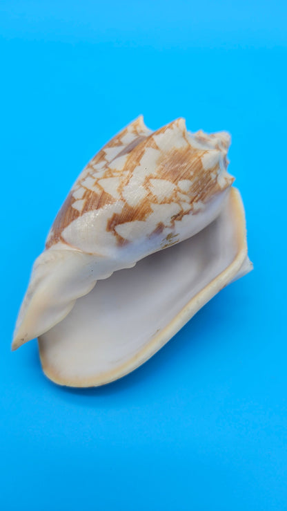 Cybiola vespertilio f. pellisserpentis shell, 3.9 inches, rare spiny bat volute with cream and orange zig-zag pattern.