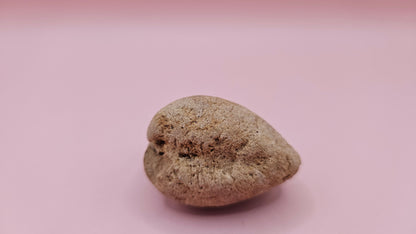 Cretaceous bivalve fossil with earthy texture and natural ridges on a pink background