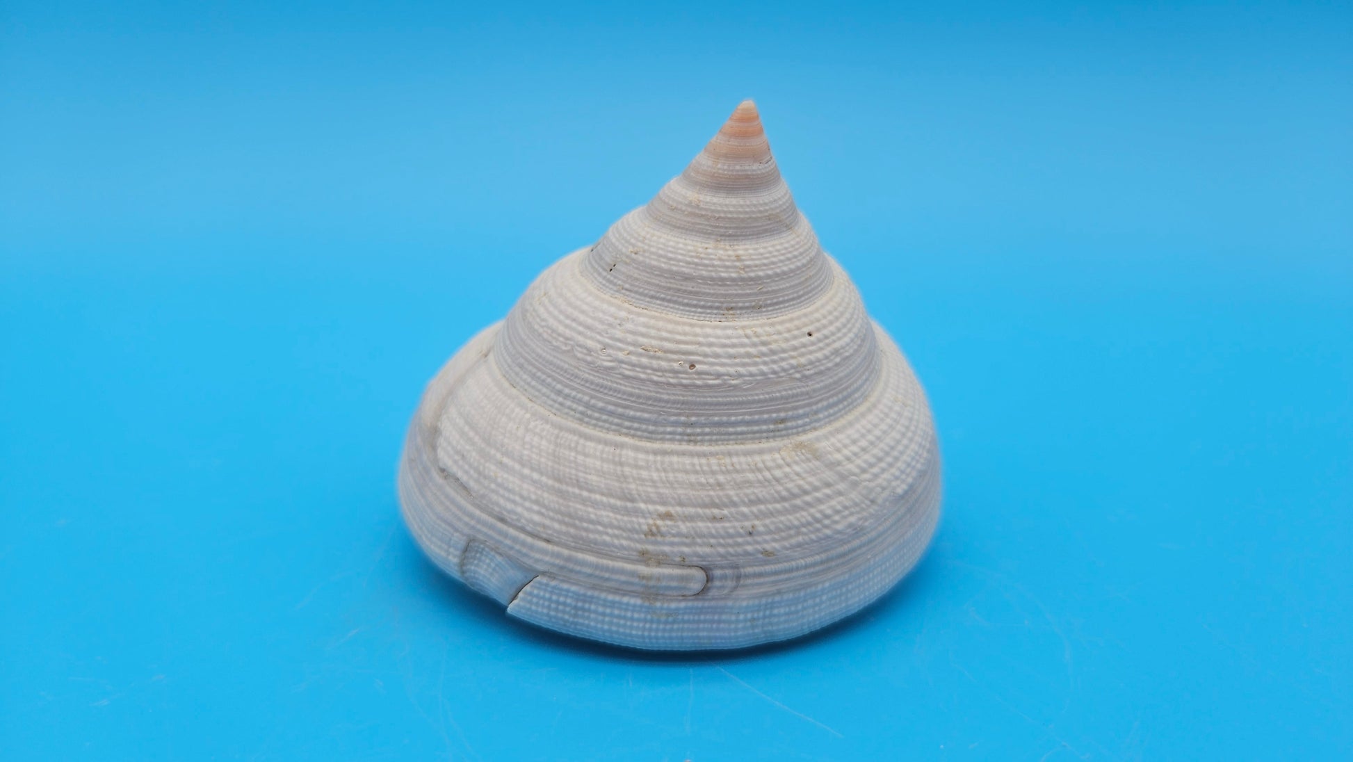  Rare Pleurotomaria hirasei spiral shell with operculum intact, natural creamy tones on blue background