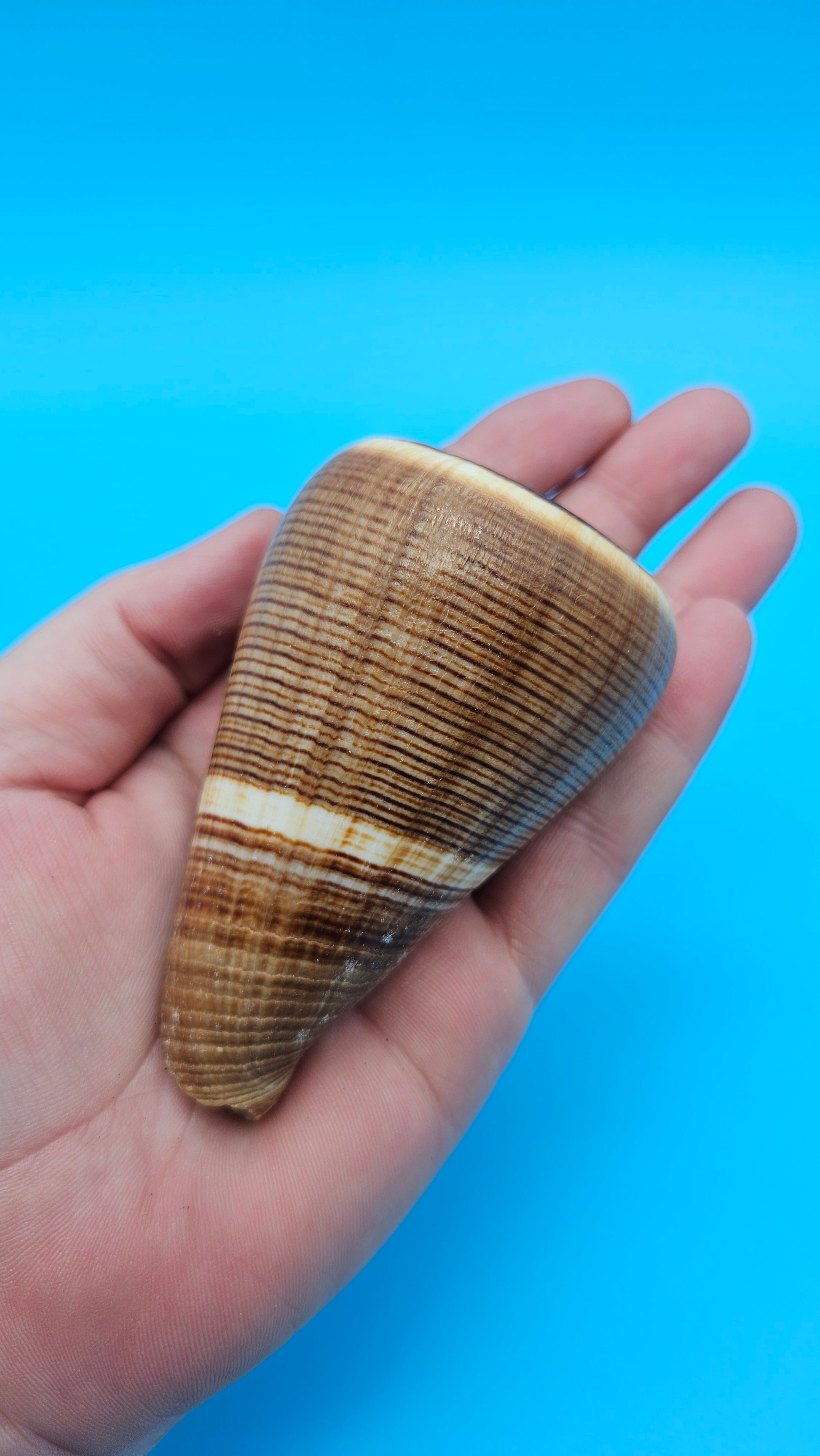 Fig Cone Conus figulinus display shell with brown horizontal banding and glossy surface, 3.3 inches.