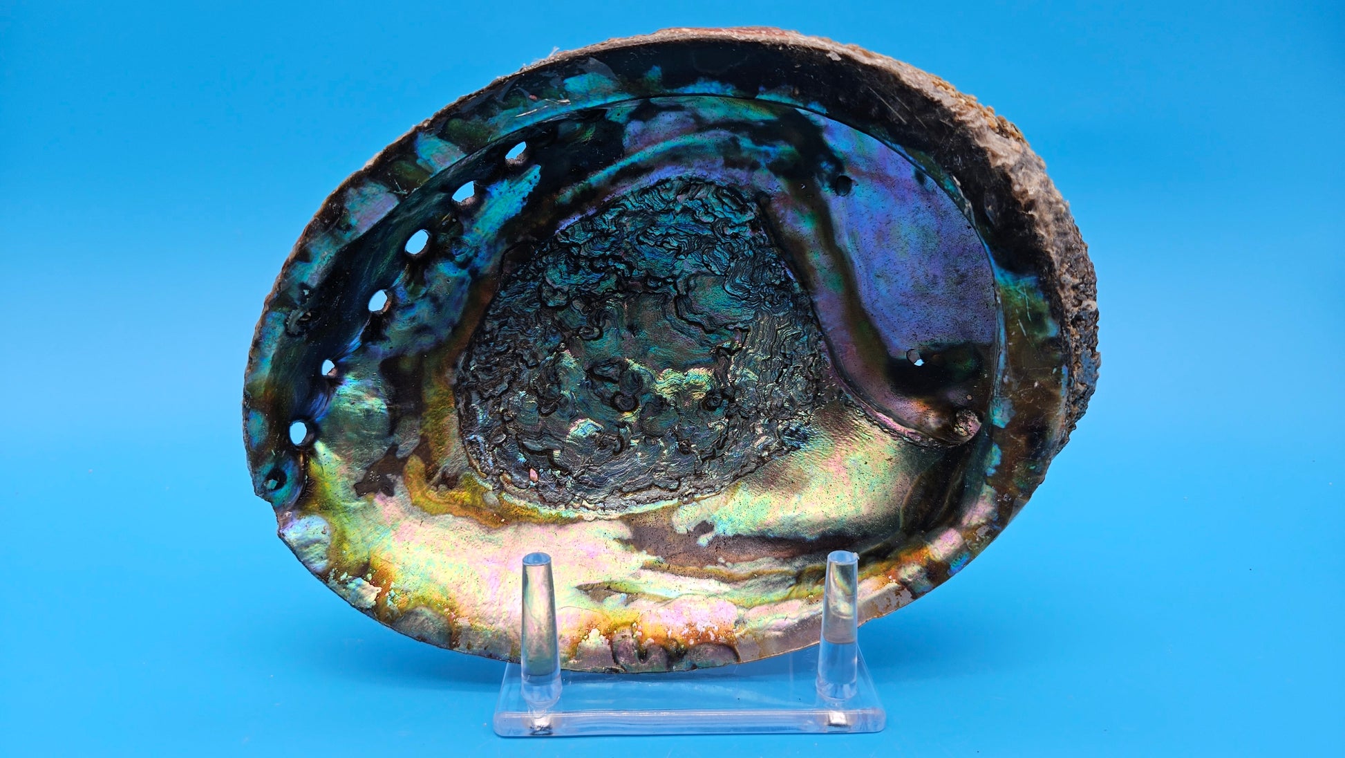 Green Abalone Shell (Haliotis fulgens)– 7.2” Coastal Display with Iridescent Interior