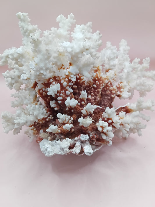 Vintage Brownstem Coral with textured brown branches – 10 x 8.25 x 6.5 inches coastal display piece