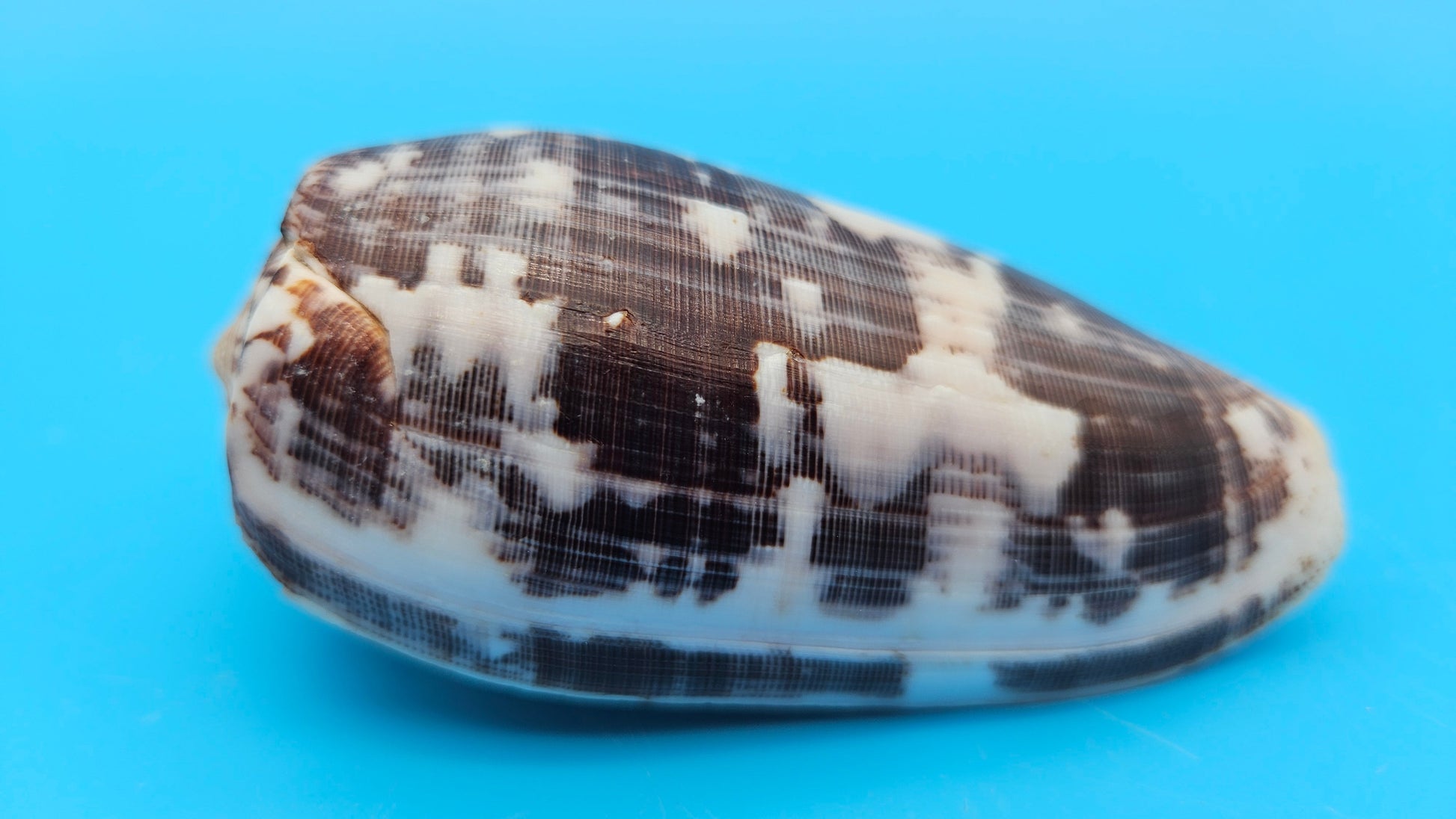 Striate Cone shell with brown base, fine linear striations, and white patches, 3.6 inches.