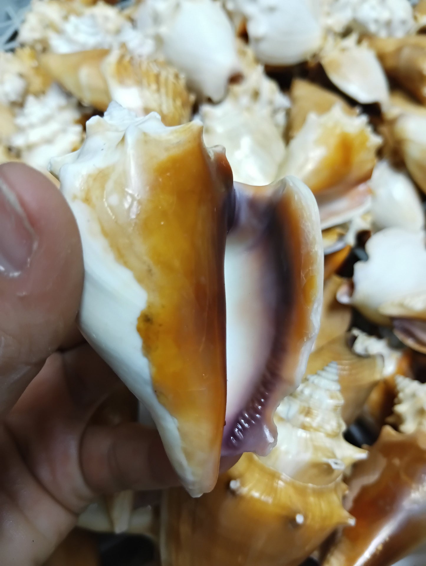 Fighting Conch Shell (Strombus pugilis)