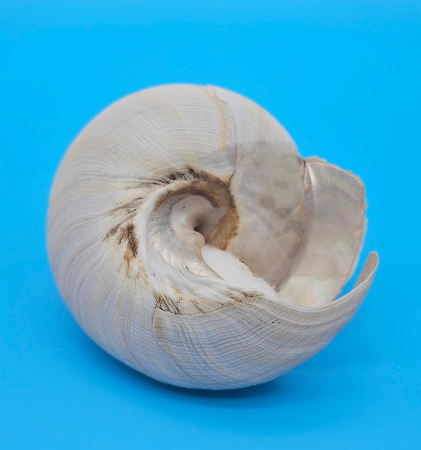  Rare Pleurotomaria hirasei spiral shell with operculum intact, natural creamy tones on blue background