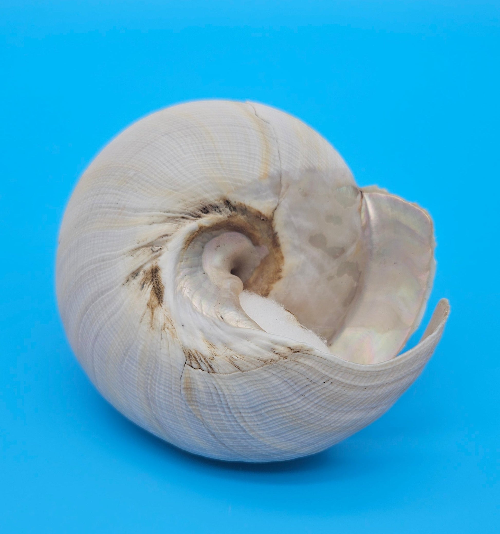  Rare Pleurotomaria hirasei spiral shell with operculum intact, natural creamy tones on blue background