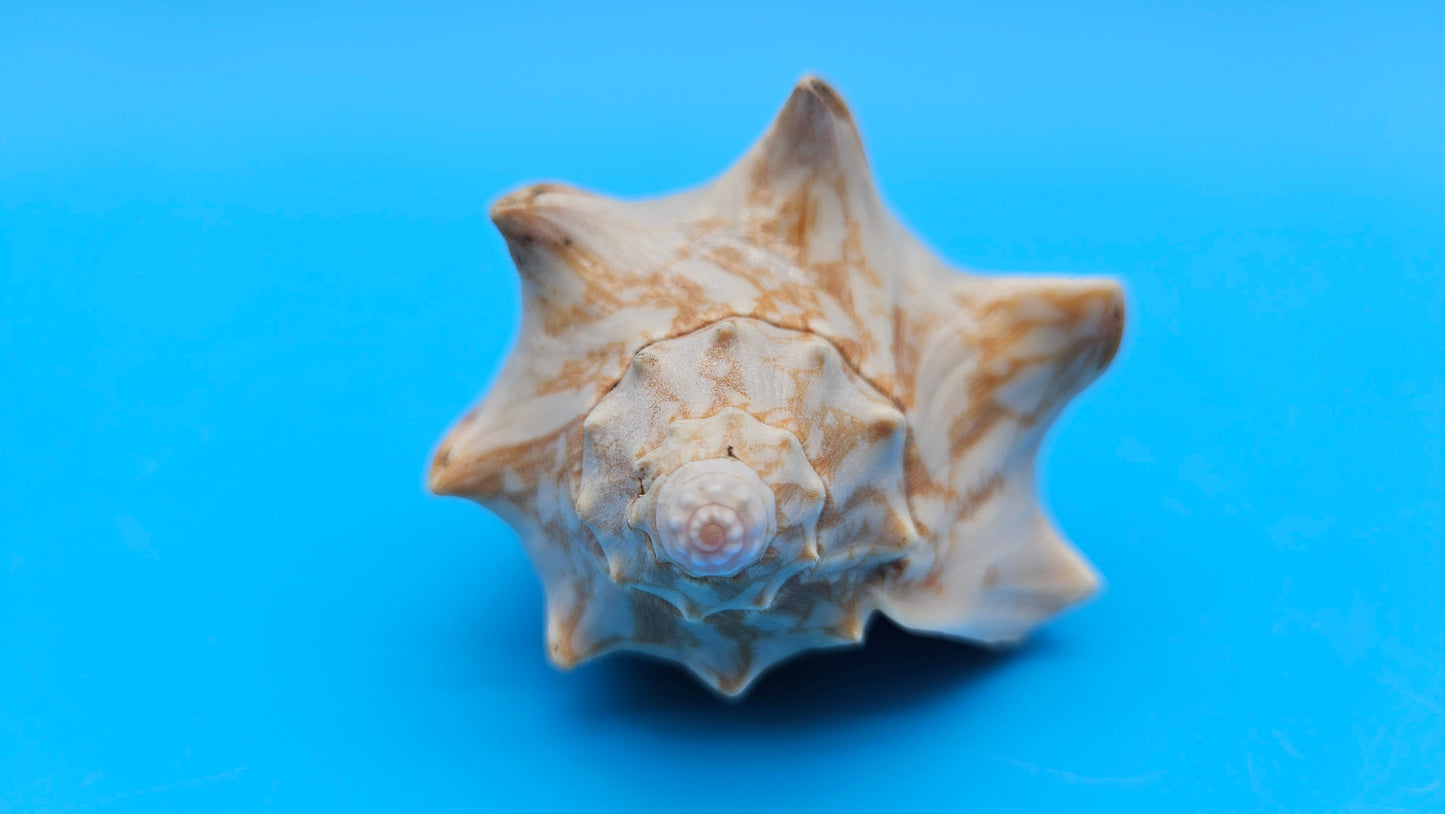 Cybiola vespertilio f. pellisserpentis shell, 3.9 inches, rare spiny bat volute with cream and orange zig-zag pattern.