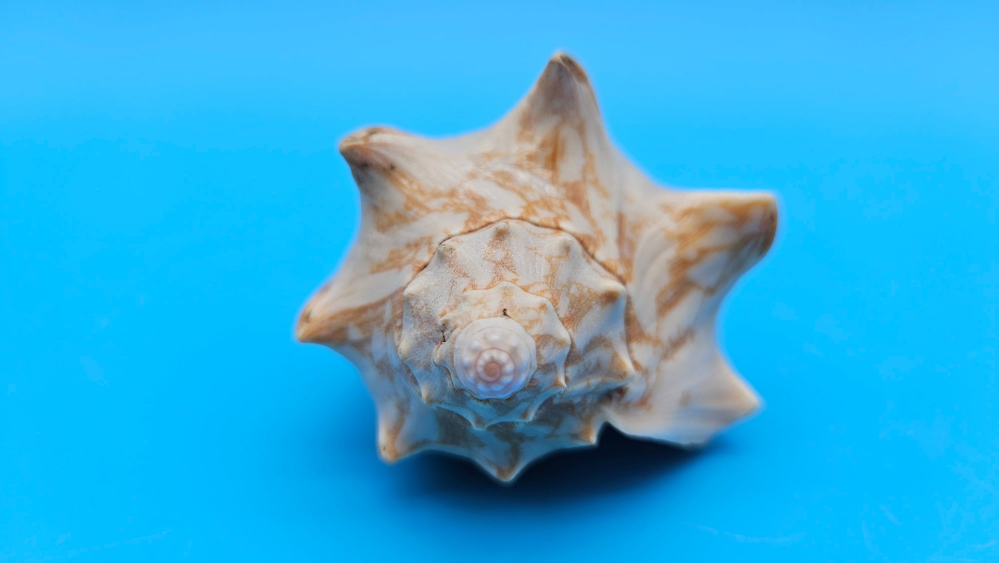 Cybiola vespertilio f. pellisserpentis shell, 3.9 inches, rare spiny bat volute with cream and orange zig-zag pattern.