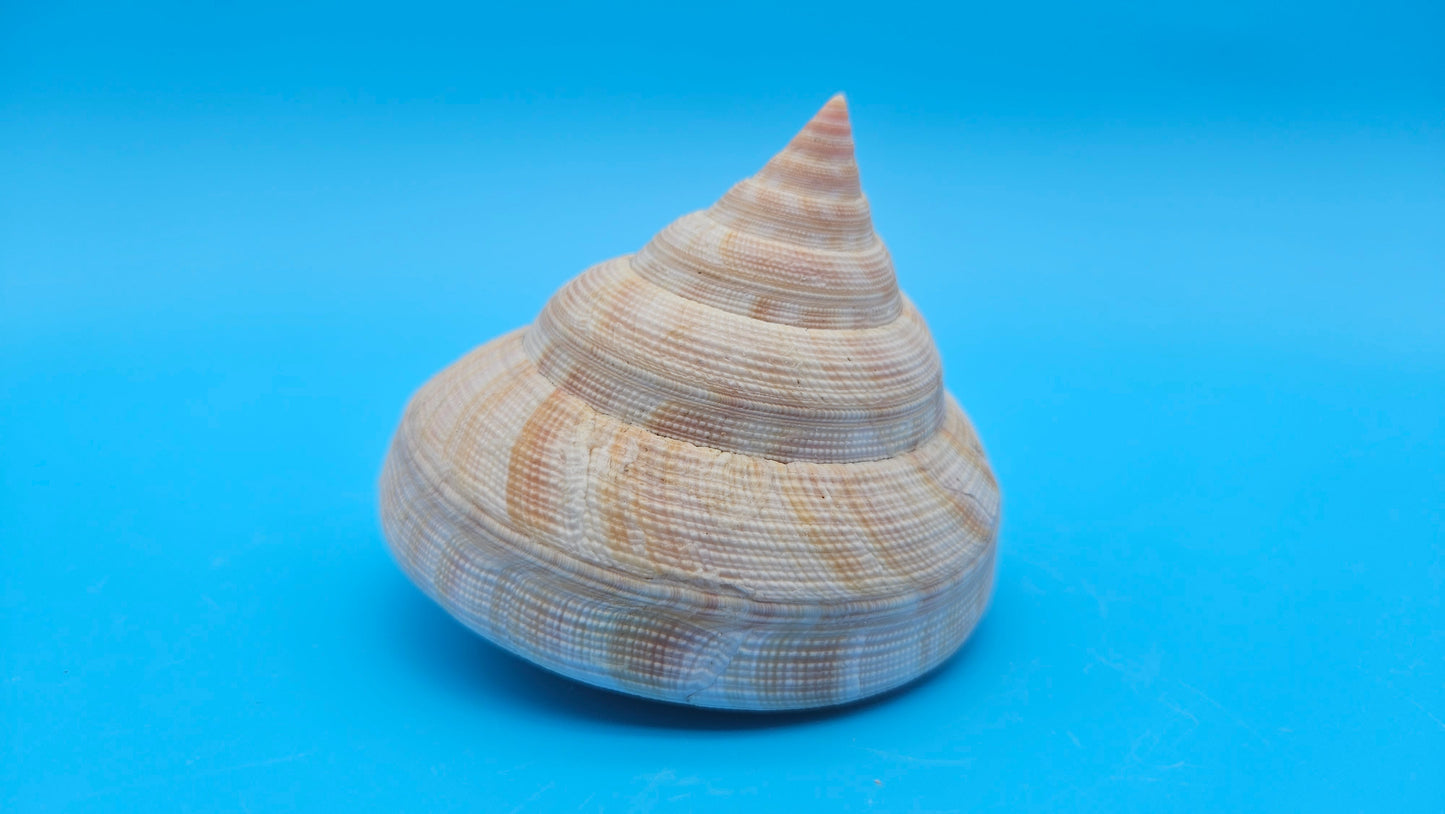  Rare Pleurotomaria hirasei spiral shell with operculum intact, natural creamy tones on blue background