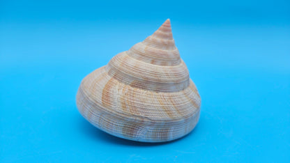  Rare Pleurotomaria hirasei spiral shell with operculum intact, natural creamy tones on blue background