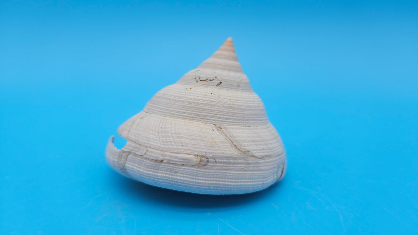  Rare Pleurotomaria hirasei spiral shell with operculum intact, natural creamy tones on blue background