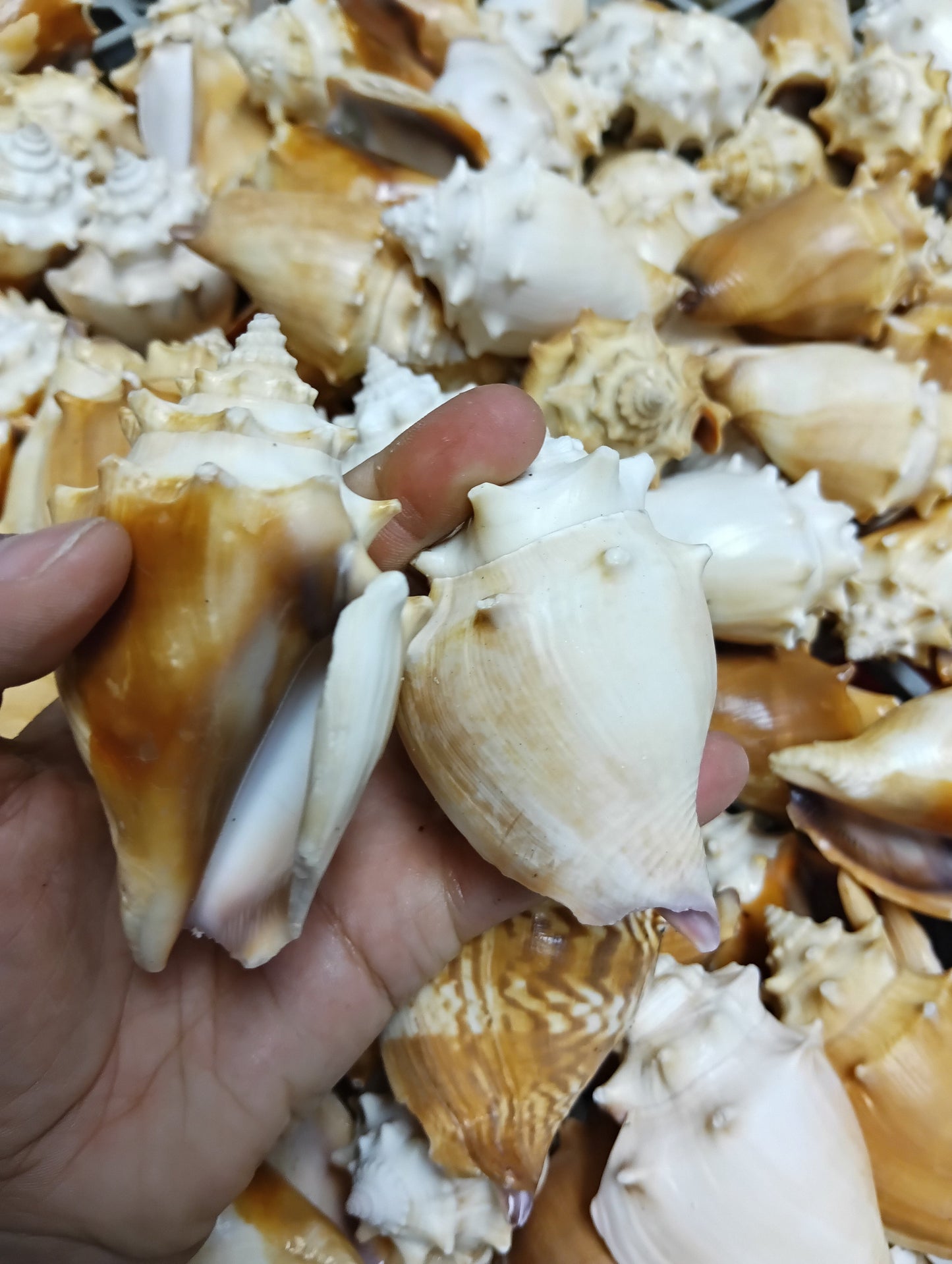 Fighting Conch Shell (Strombus pugilis)