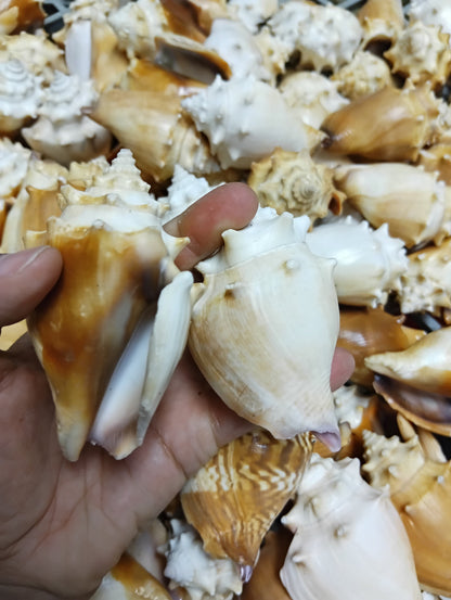 Fighting Conch Shell (Strombus pugilis)