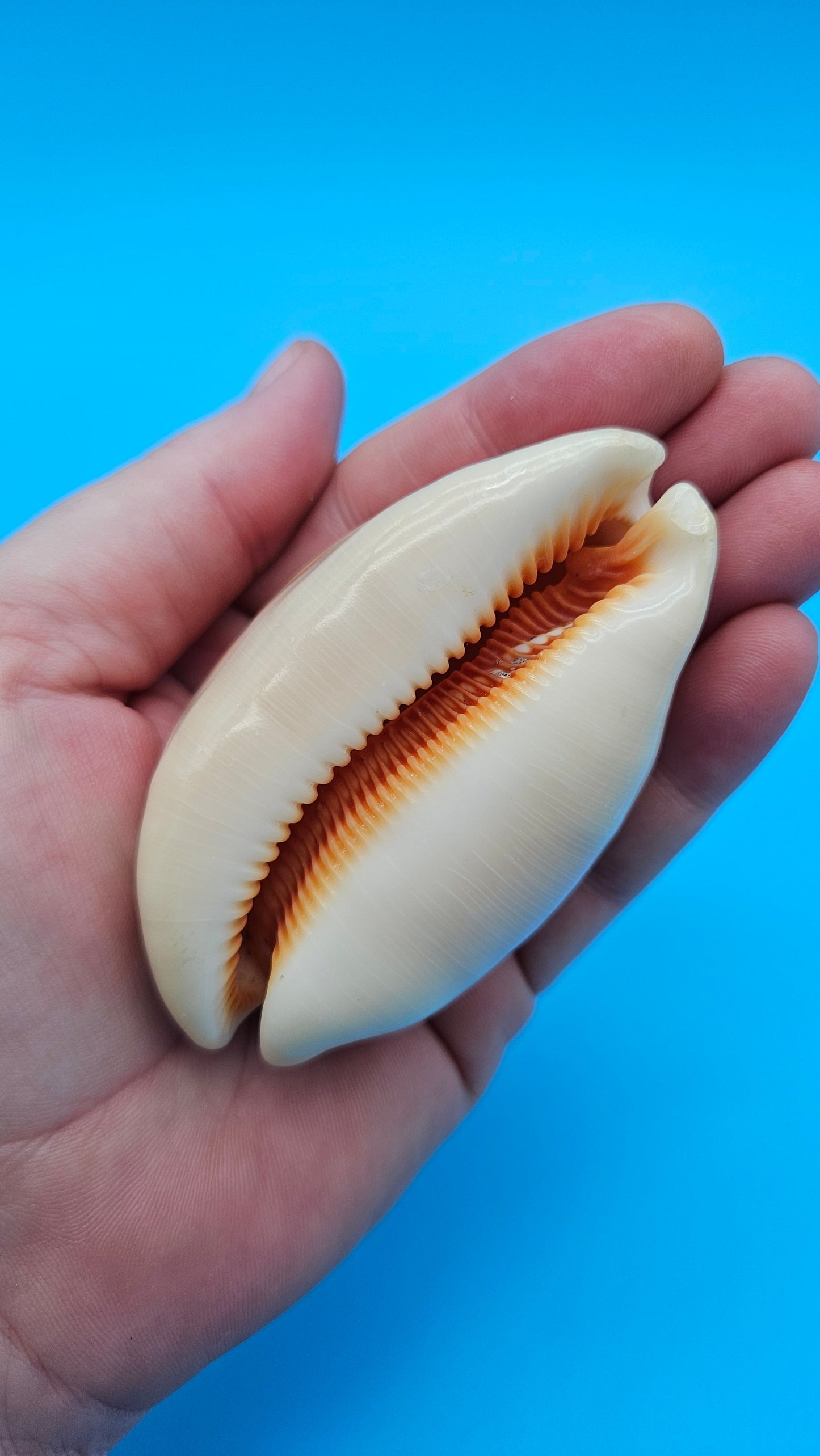 Golden Cowrie shell with smooth golden top, creamy ribbed underside, and orange interior teeth – 3 inches.