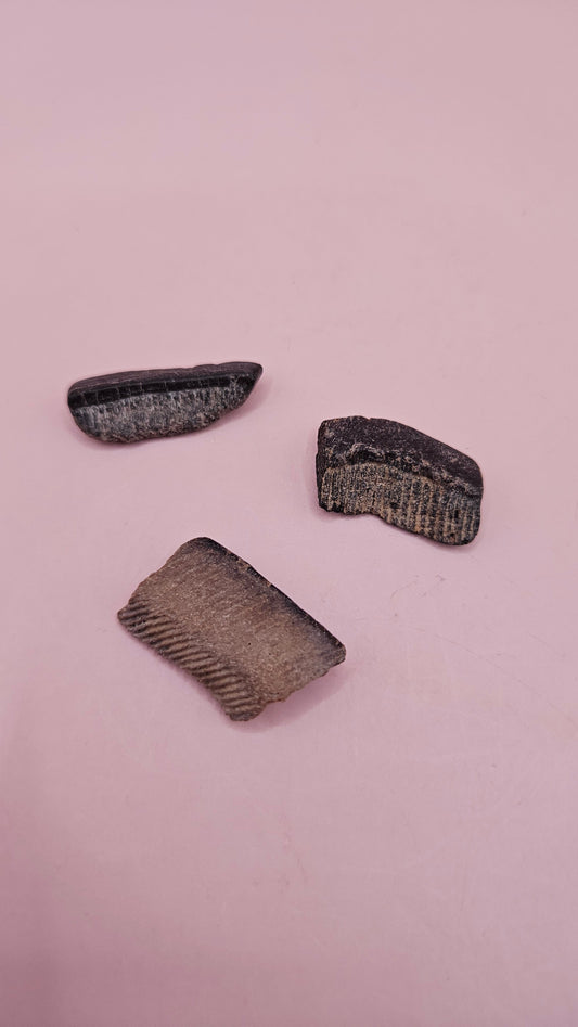  Set of three fossil ray dental plates with layered textures shown on pink background with labeled display box