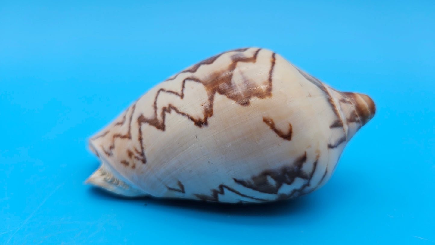 Noble Volute Cymbiola nobilis seashell with zigzag brown patterning on cream background, 4 inches.