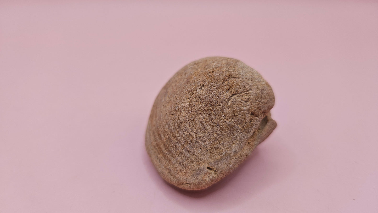 Cretaceous bivalve fossil with earthy texture and natural ridges on a pink background