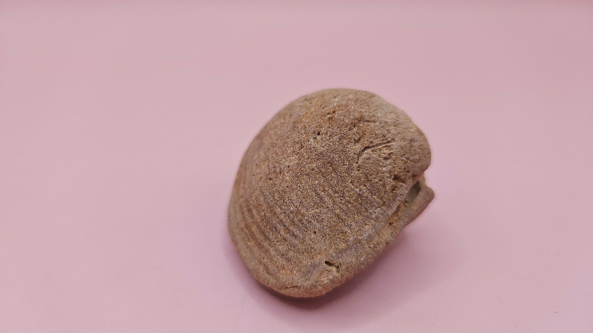 Cretaceous bivalve fossil with earthy texture and natural ridges on a pink background