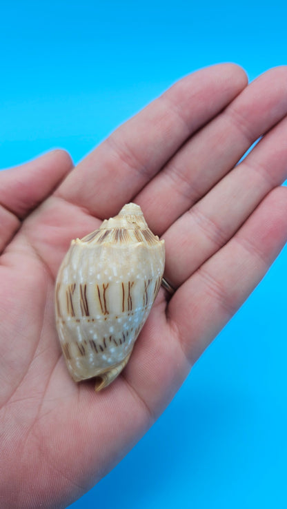  Cymbiola nivosa oblita small volute shell with cream and brown patterning, 2.2 inches.