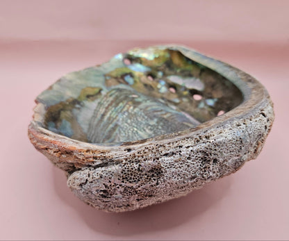 Large red abalone shell with iridescent interior and natural edge on soft pink background