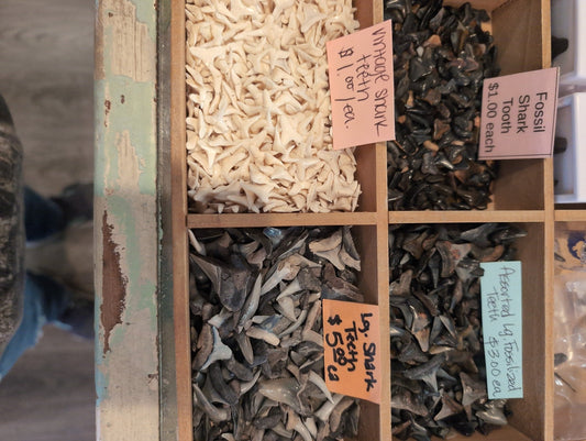 Shark teeth - Loving Coastal Living