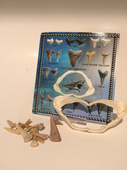 Shark Teeth Fossil Cards - 2 Types set - Gift CardLoving Coastal Living