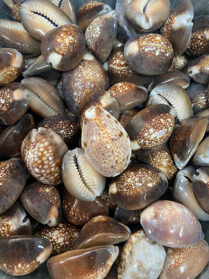 Snakehead Serpents Head Cowrie Cowry Shells Polished Rich Chocolate Brown Cyprea Sea Shell Supplies Seashell Crafts Jar Filler DIY Jewelry - Etsy