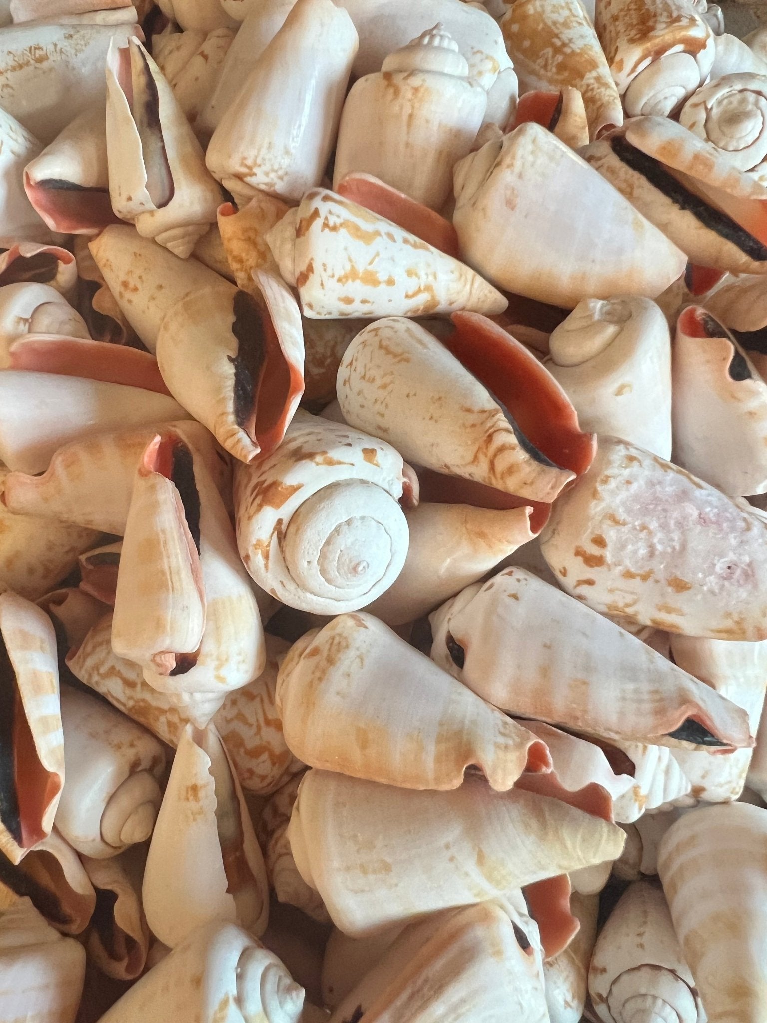 Strawberry Strombus Conch Shell - ShellsLoving Coastal Living