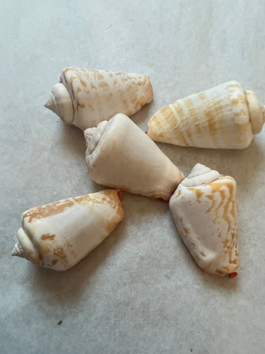 Strawberry Strombus Conch Shell - ShellsLoving Coastal Living
