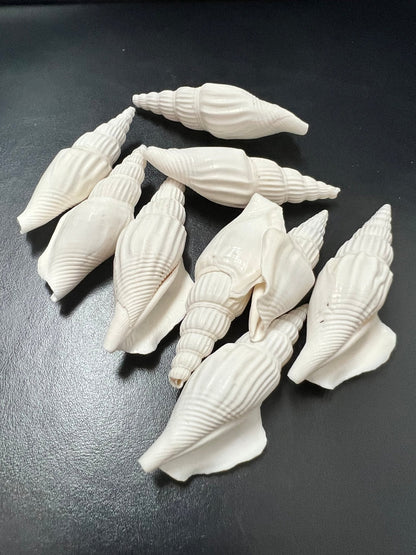 Strombus Vittatus - ShellsLoving Coastal Living