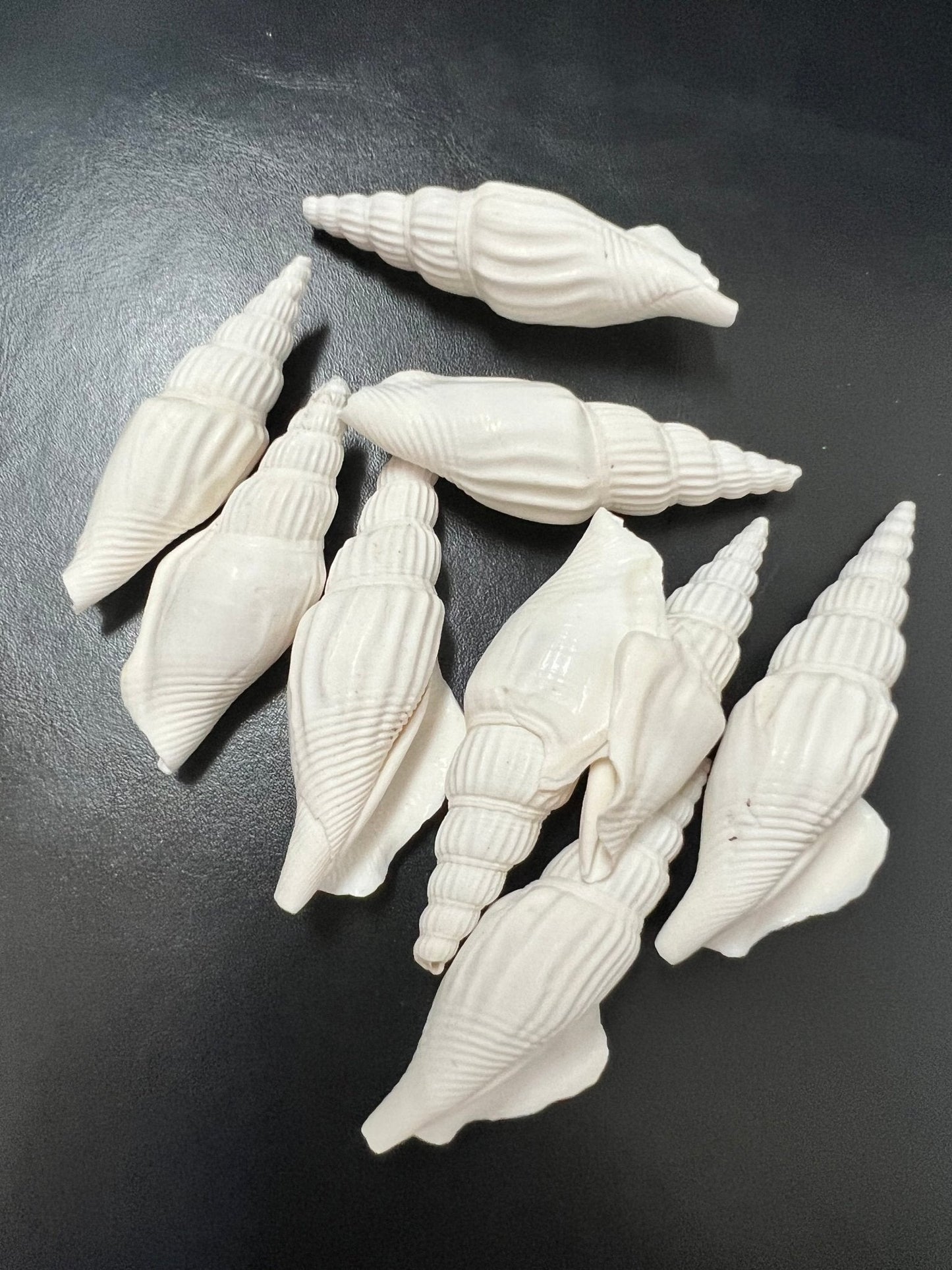 Strombus Vittatus - ShellsLoving Coastal Living