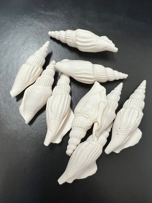 Strombus Vittatus - ShellsLoving Coastal Living