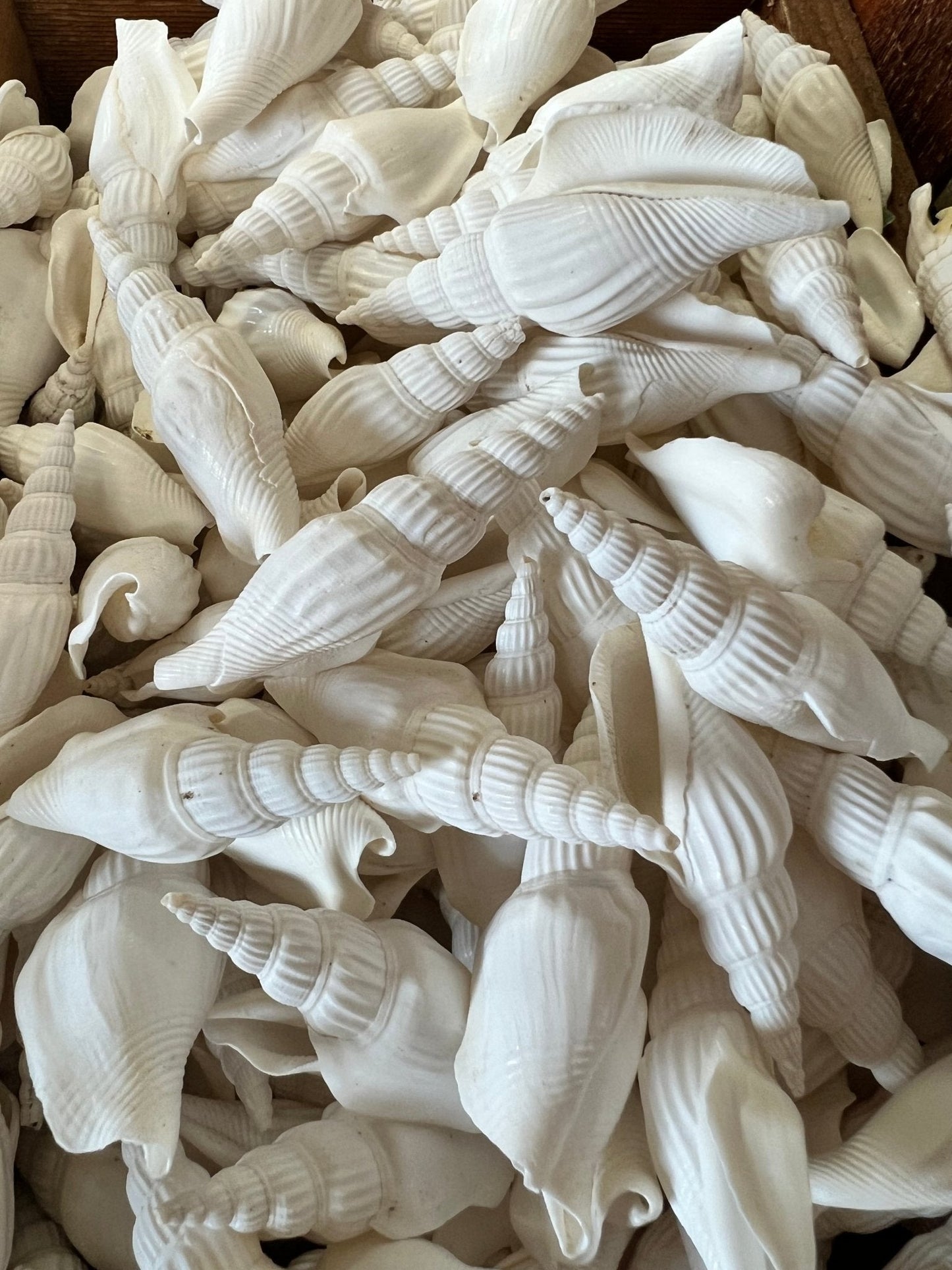 Strombus Vittatus - ShellsLoving Coastal Living