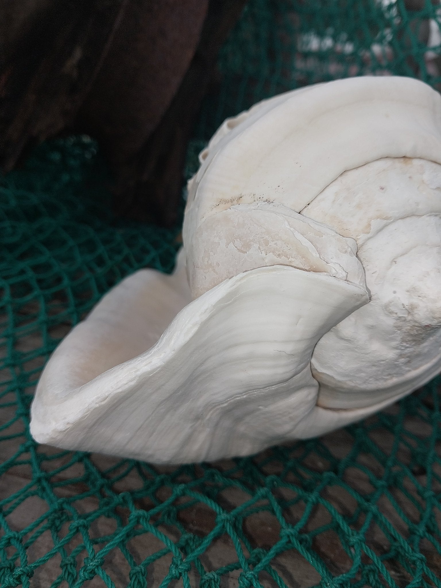 Titanostrombus Galeatus Eastern Pacific Giant Conch - ShellsLoving Coastal Living