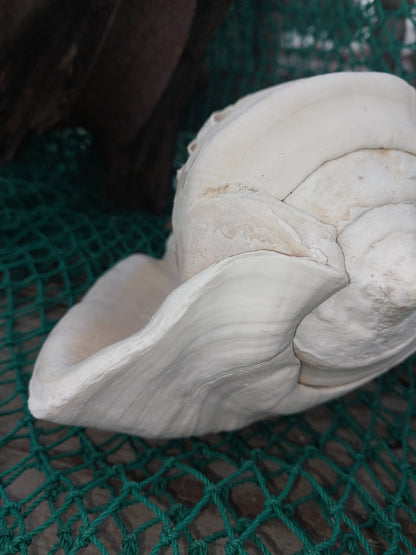 Titanostrombus Galeatus Eastern Pacific Giant Conch - ShellsLoving Coastal Living