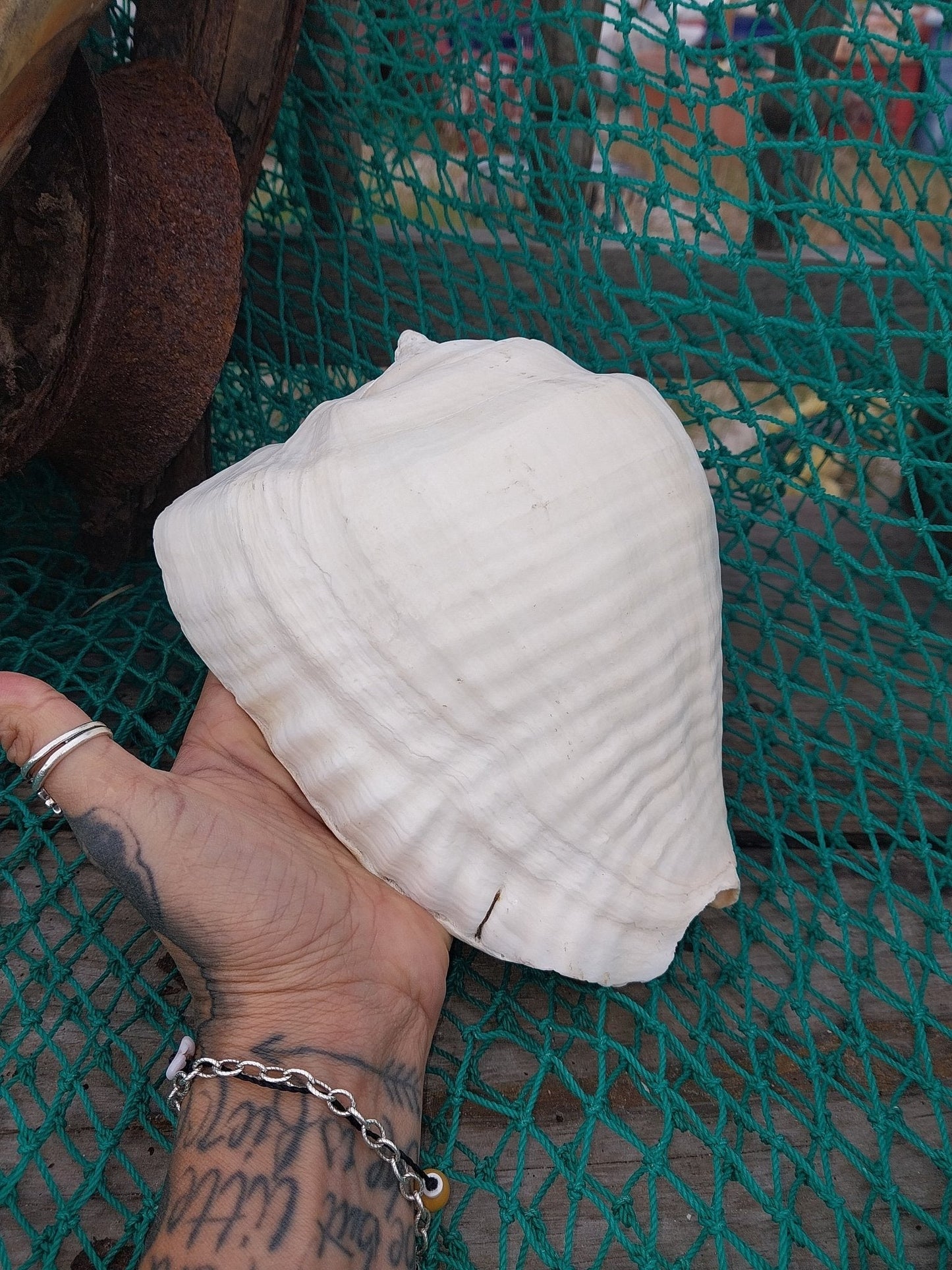 Titanostrombus Galeatus Eastern Pacific Giant Conch - ShellsLoving Coastal Living