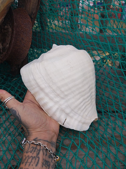 Titanostrombus Galeatus Eastern Pacific Giant Conch - ShellsLoving Coastal Living