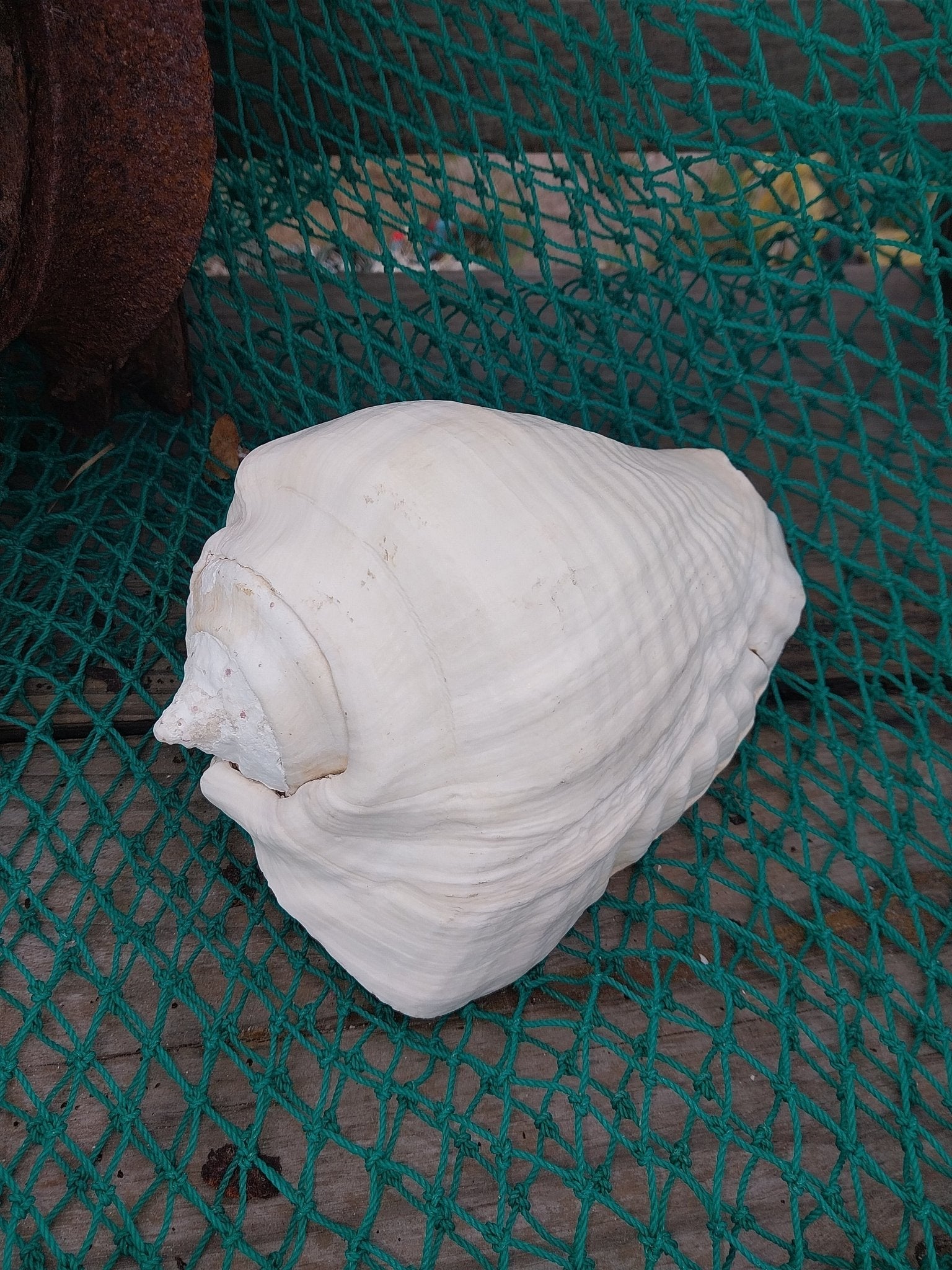 Titanostrombus Galeatus Eastern Pacific Giant Conch - ShellsLoving Coastal Living