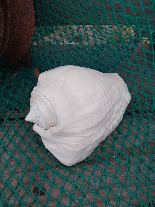 Titanostrombus Galeatus Eastern Pacific Giant Conch - ShellsLoving Coastal Living