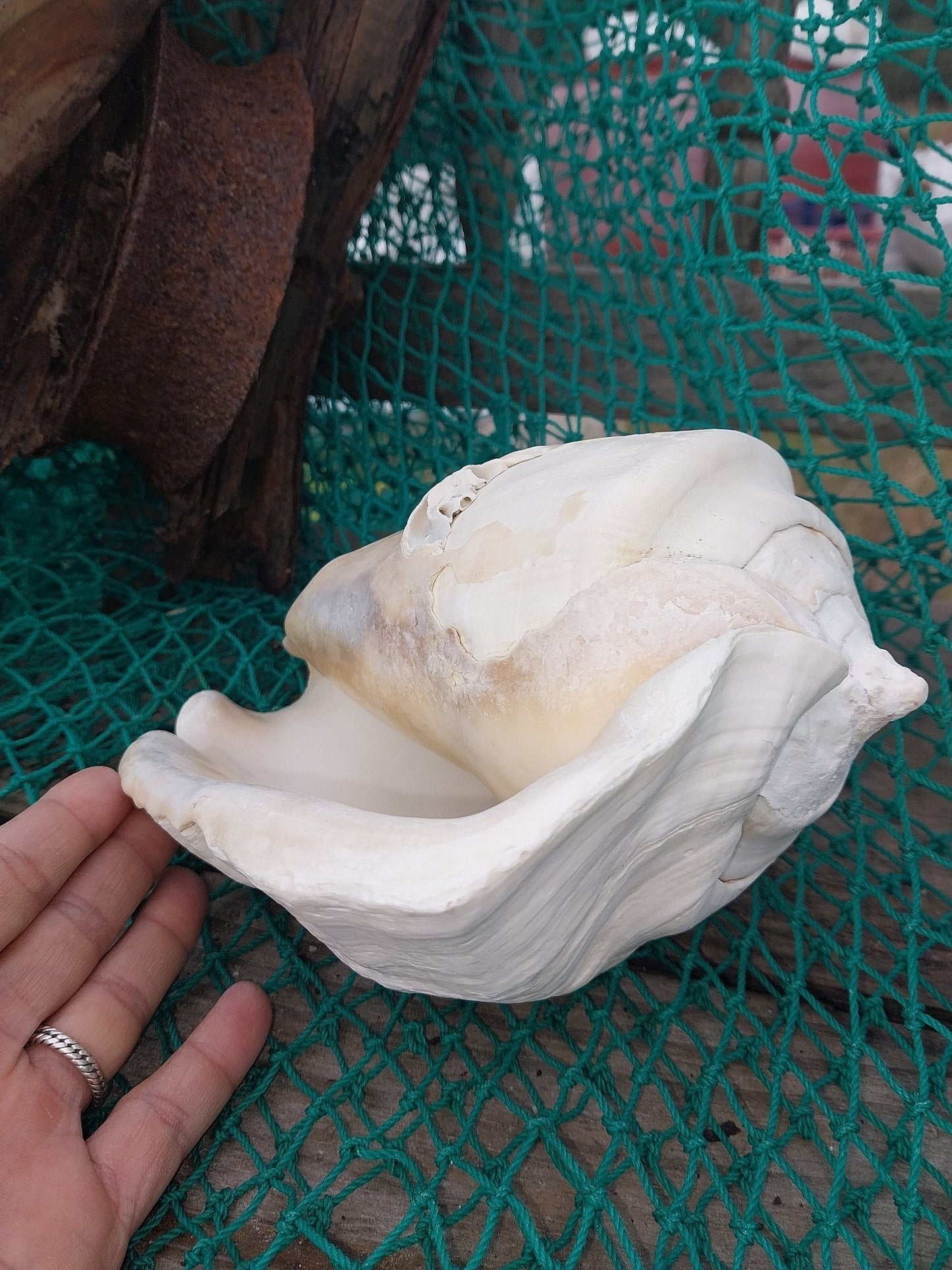 Titanostrombus Galeatus Eastern Pacific Giant Conch - ShellsLoving Coastal Living