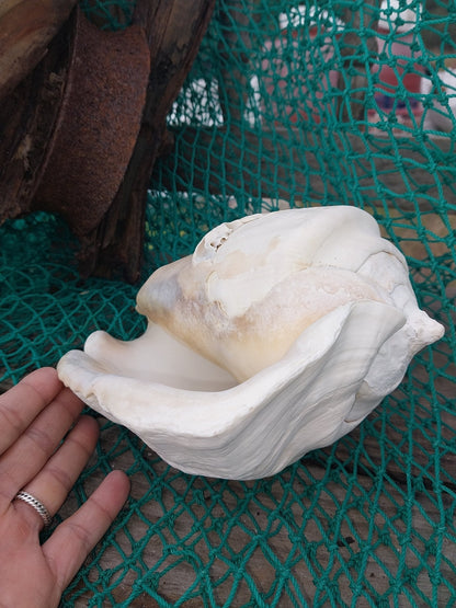 Titanostrombus Galeatus Eastern Pacific Giant Conch - ShellsLoving Coastal Living