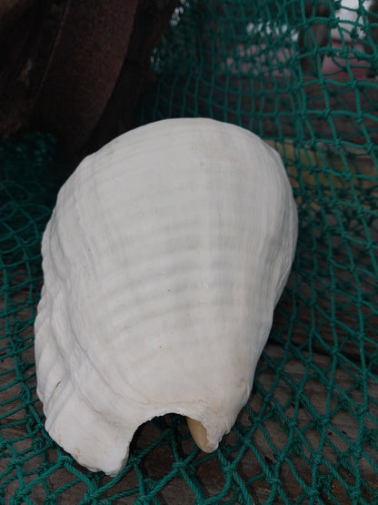 Titanostrombus Galeatus Eastern Pacific Giant Conch - ShellsLoving Coastal Living