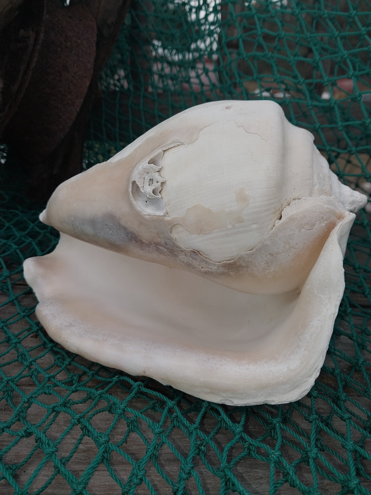 Titanostrombus Galeatus Eastern Pacific Giant Conch - ShellsLoving Coastal Living