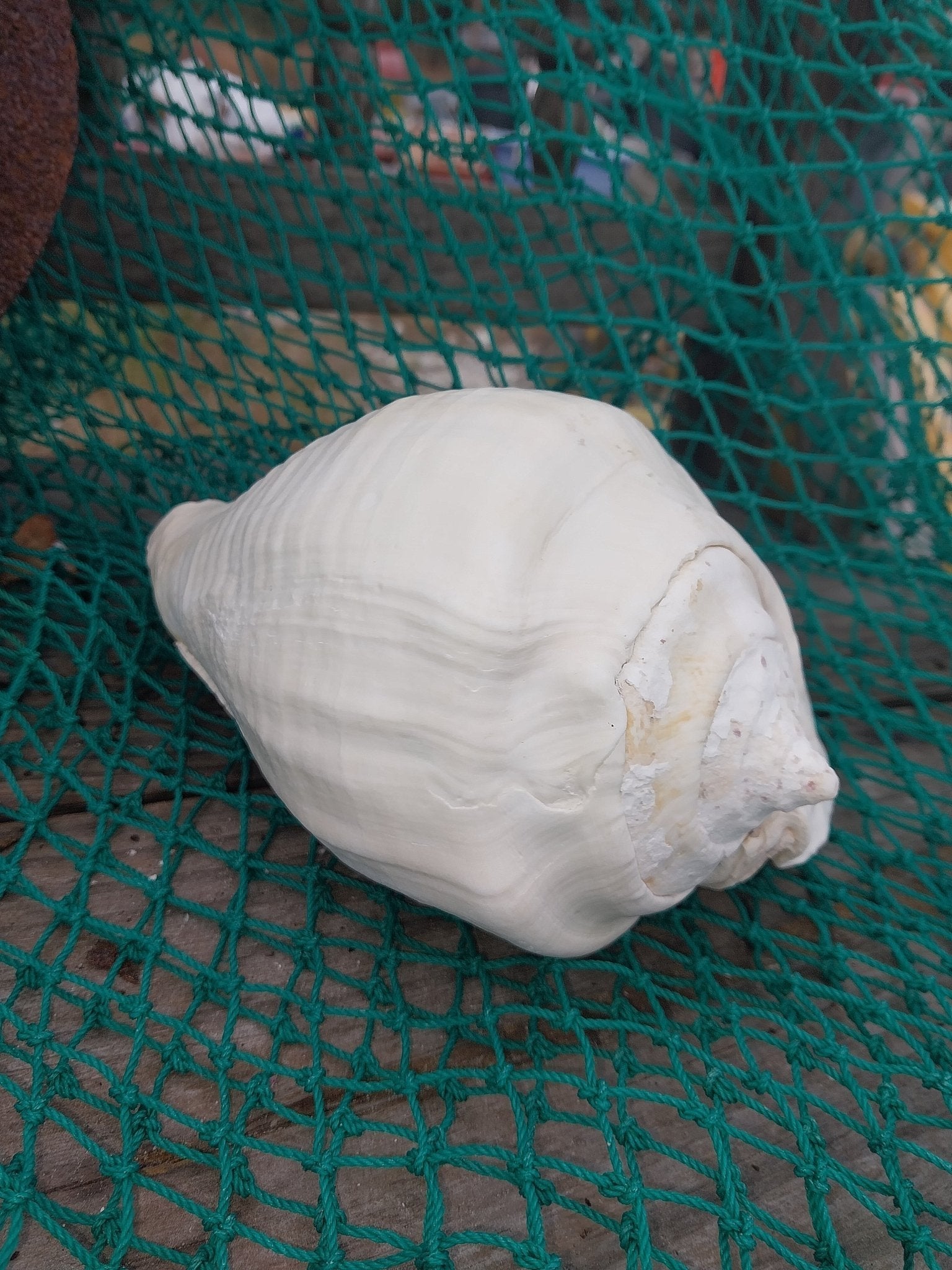 Titanostrombus Galeatus Eastern Pacific Giant Conch - ShellsLoving Coastal Living