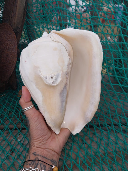 Titanostrombus Galeatus Eastern Pacific Giant Conch - ShellsLoving Coastal Living