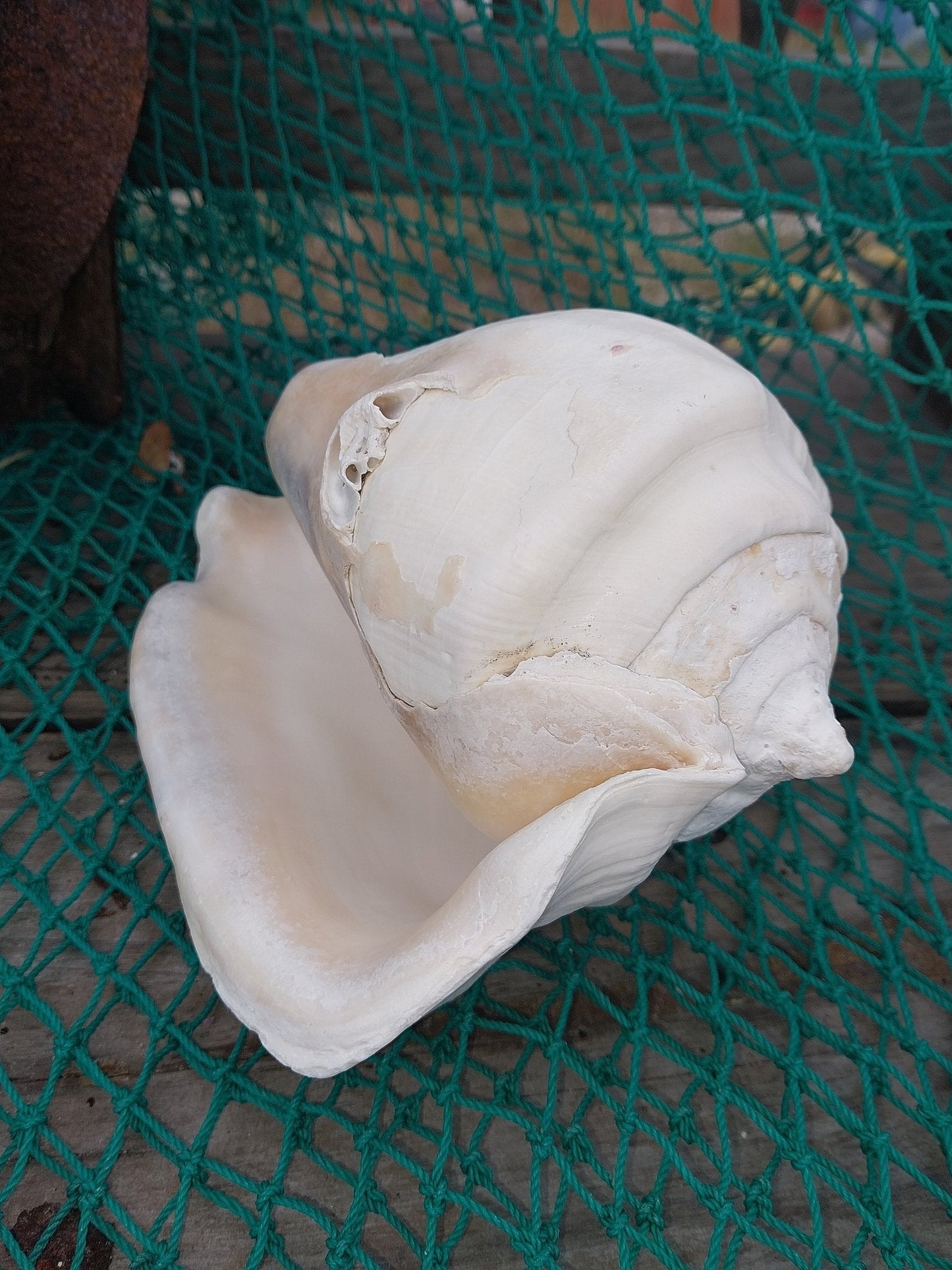 Titanostrombus Galeatus Eastern Pacific Giant Conch - ShellsLoving Coastal Living