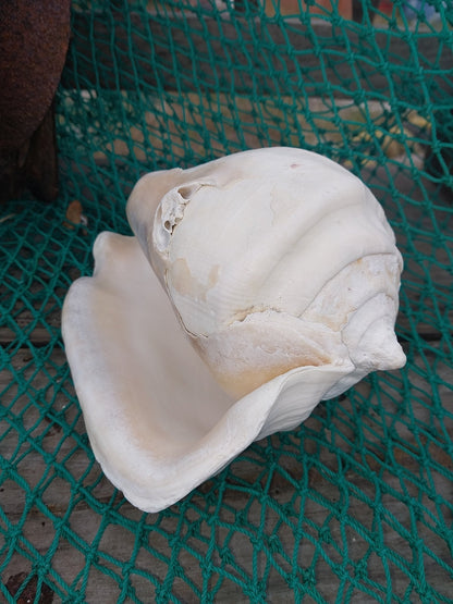 Titanostrombus Galeatus Eastern Pacific Giant Conch - ShellsLoving Coastal Living
