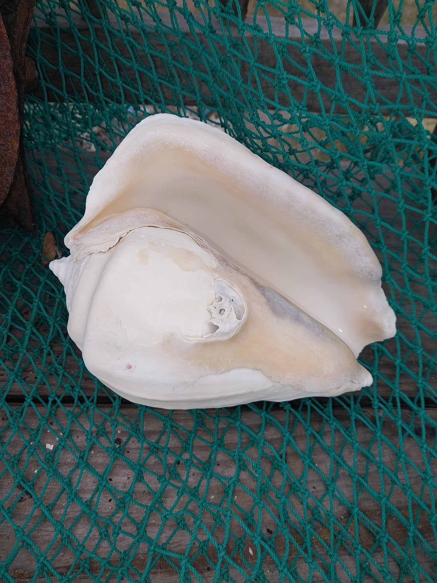 Titanostrombus Galeatus Eastern Pacific Giant Conch - ShellsLoving Coastal Living